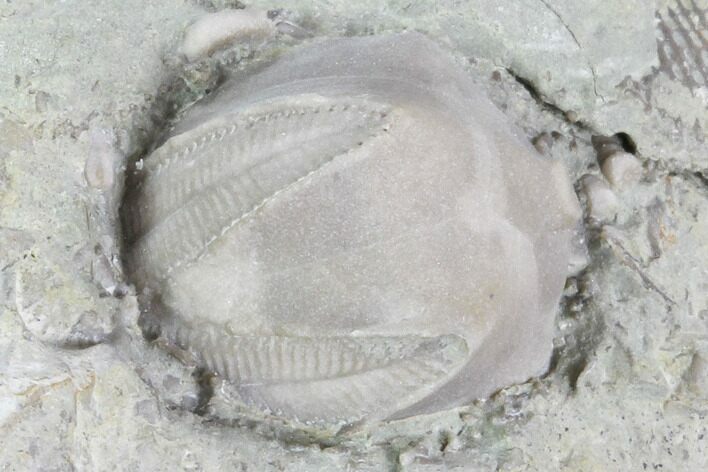 Blastoid (Pentremites) Fossil - Illinois #102265